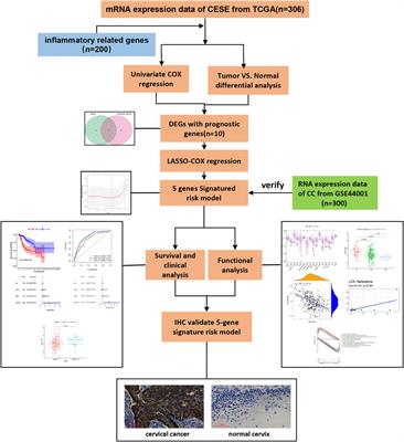 Identification of an inflammatory response-related gene prognostic signature and immune microenvironment for cervical cancer